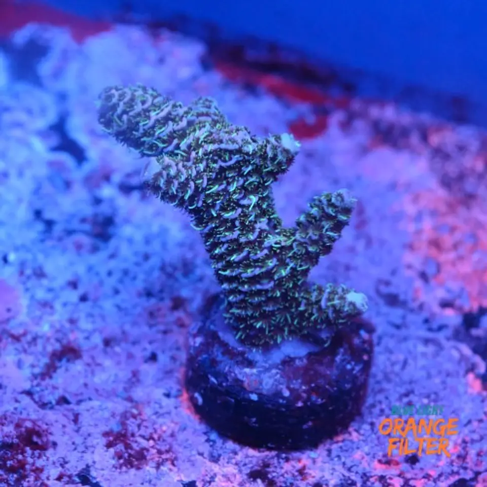 Acropora millepora 1