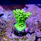 Acropora tenuis ultra green - Thumbnail 2