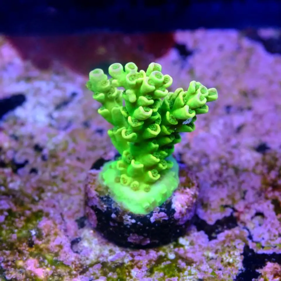 Acropora tenuis ultra green 2