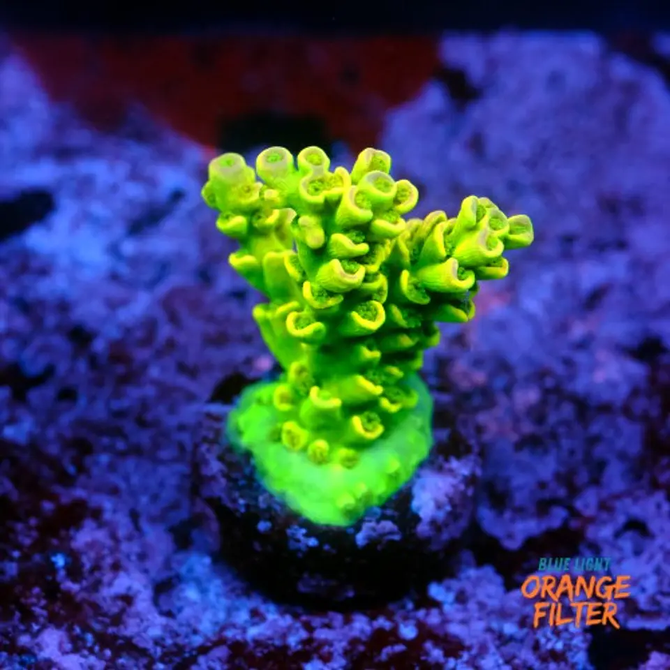 Acropora tenuis ultra green 1