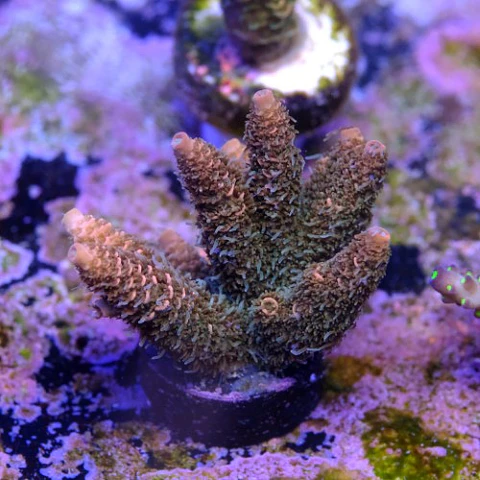 Acropora millepora 