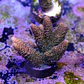 Acropora millepora  - Thumbnail 2