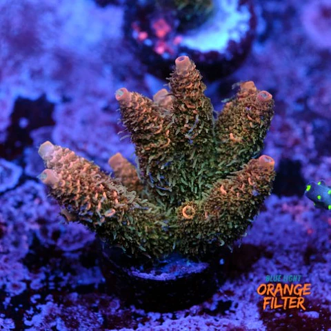 Acropora millepora 