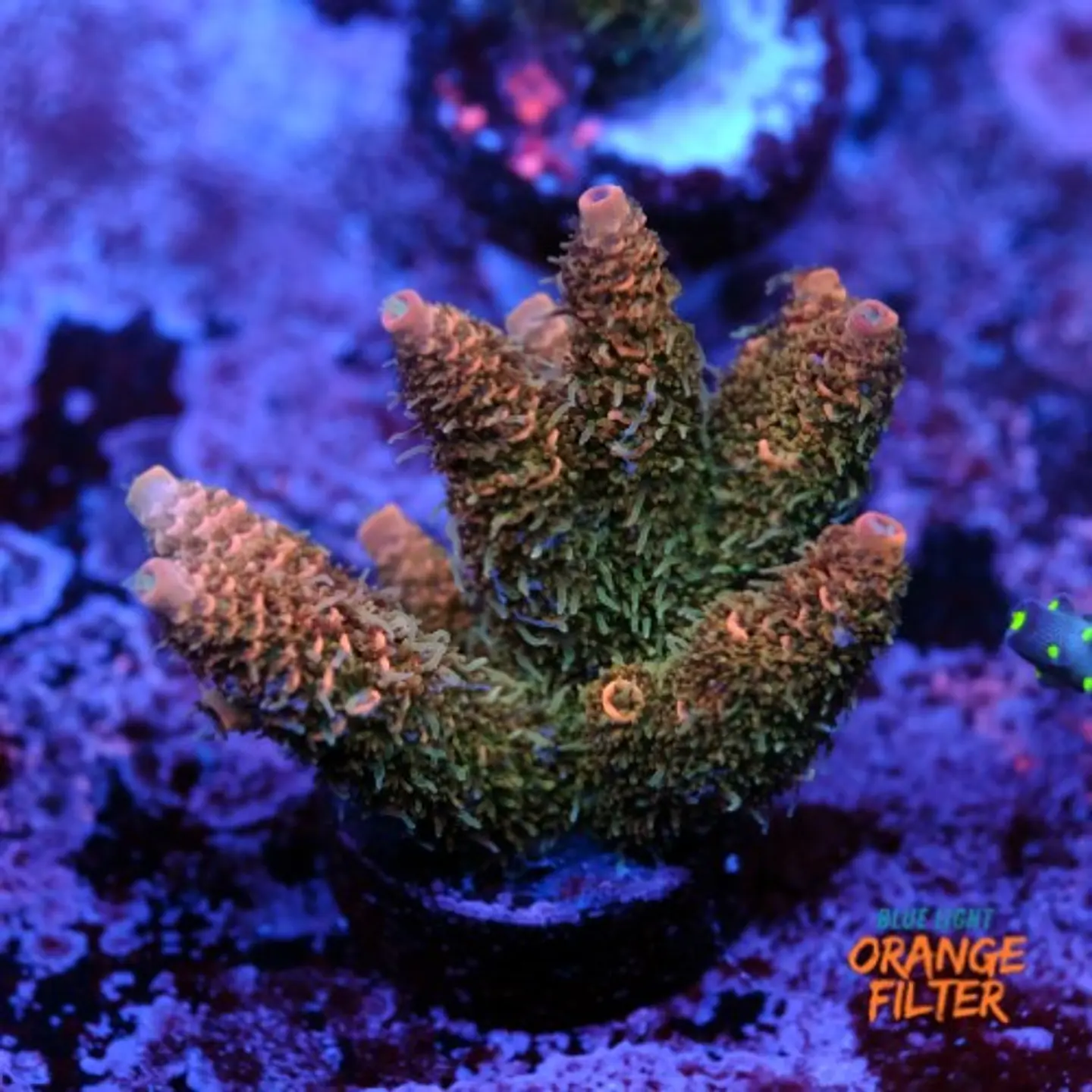 Acropora millepora  1