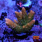Acropora millepora  - Thumbnail 1