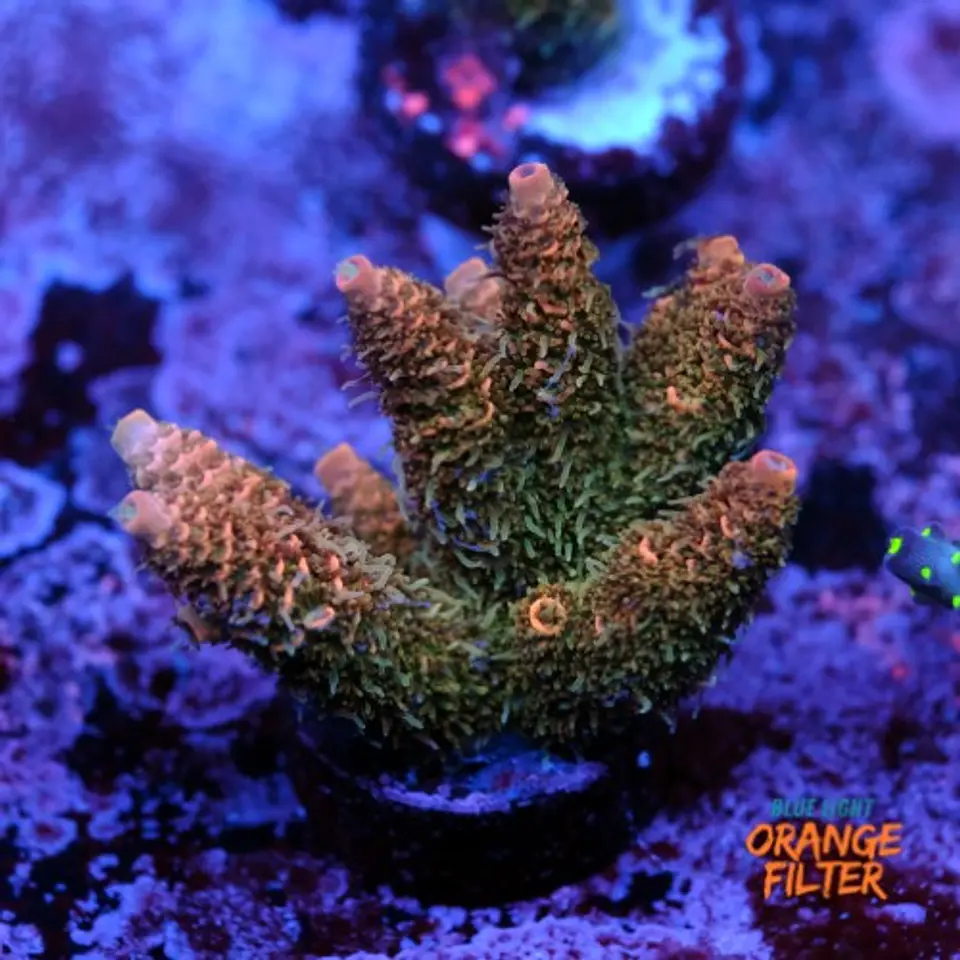 Acropora millepora  1
