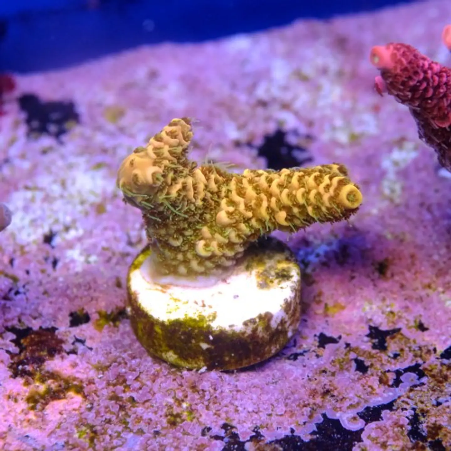 Acropora millepora  2