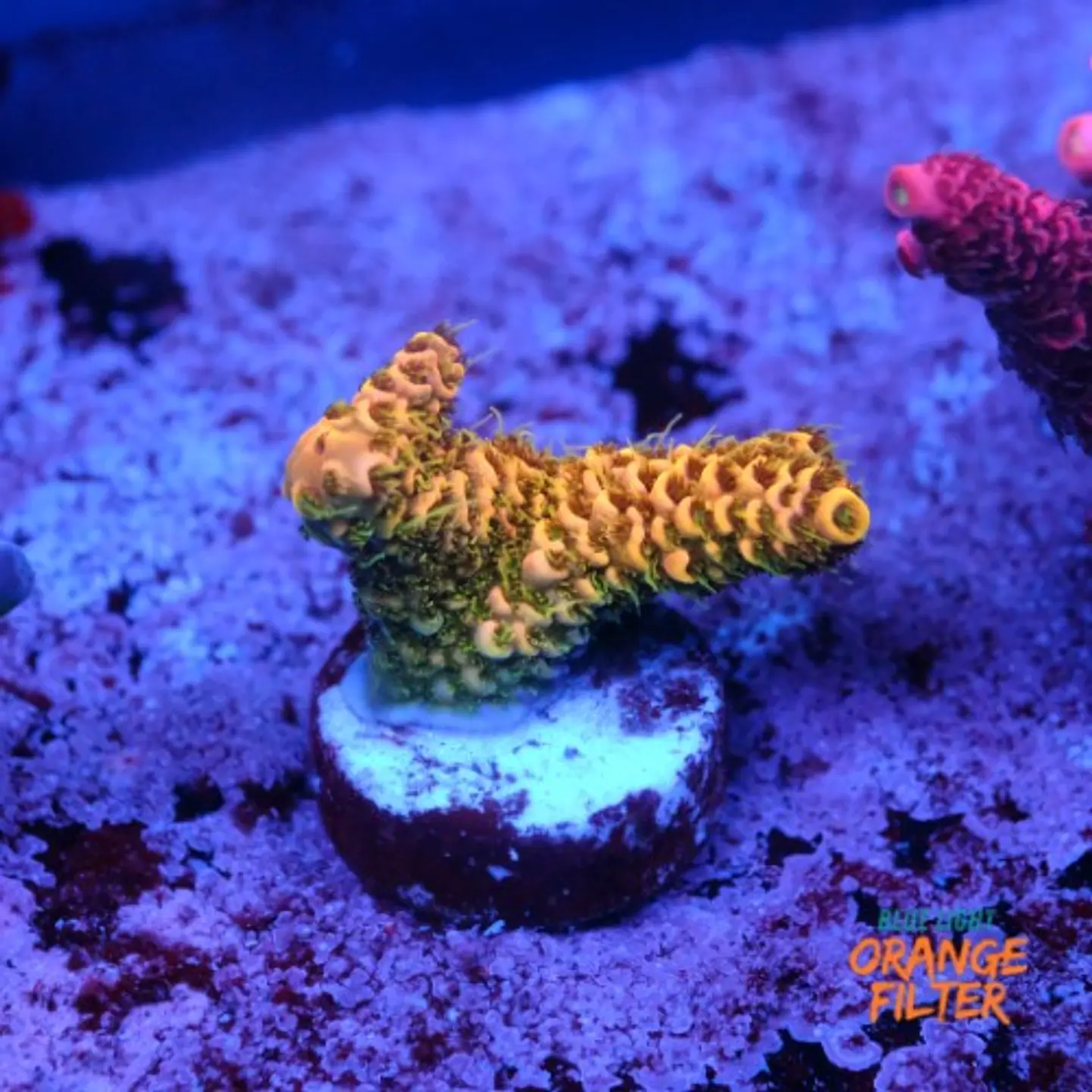Acropora millepora  1