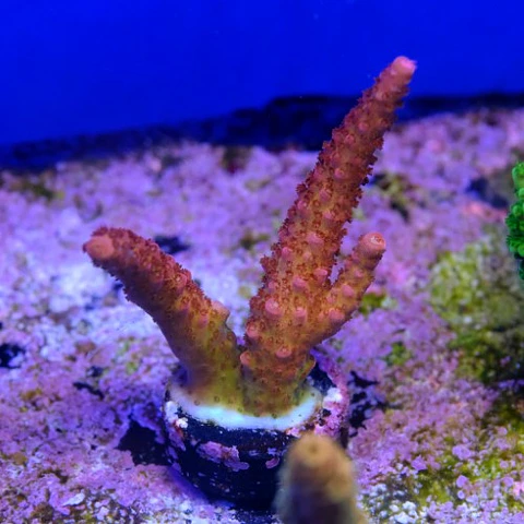 Acropora pc rainbow
