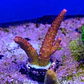 Acropora pc rainbow - Thumbnail 2