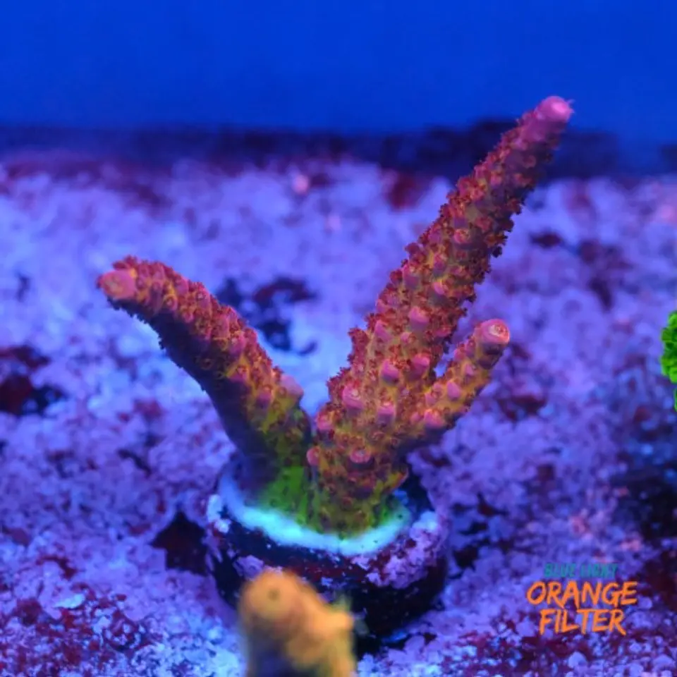 Acropora pc rainbow 1