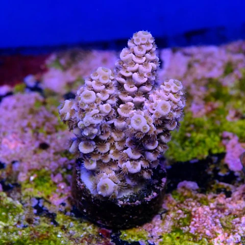Acropora tenuis 