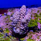 Acropora tenuis  - Thumbnail 2