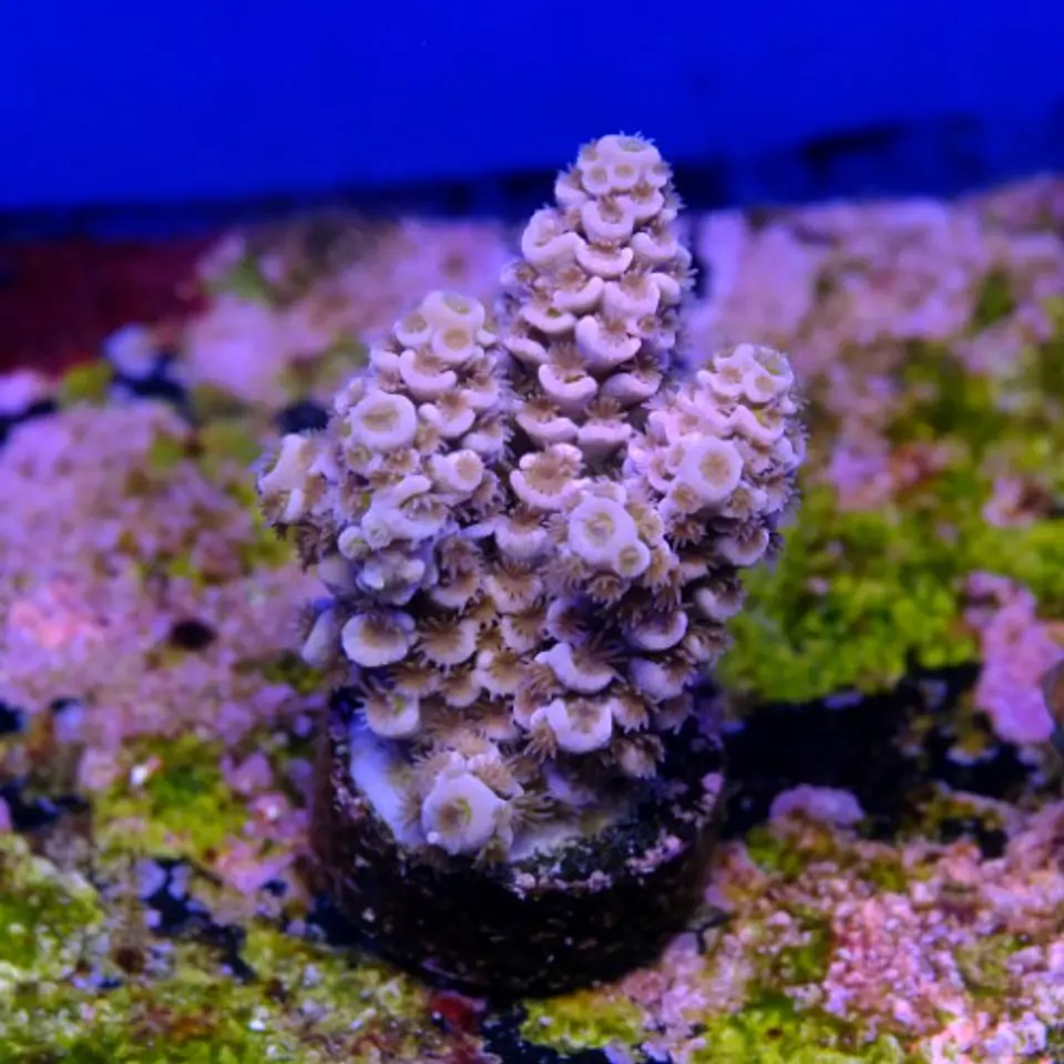 Acropora tenuis  2