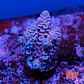 Acropora tenuis  - Thumbnail 1
