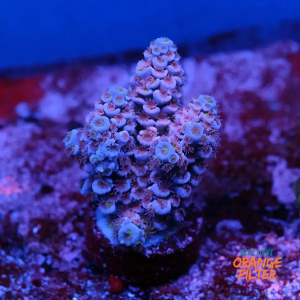 Acropora tenuis  1