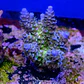 Acropora tenuis peach tree - Thumbnail 2