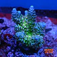 Acropora tenuis peach tree - Thumbnail 1