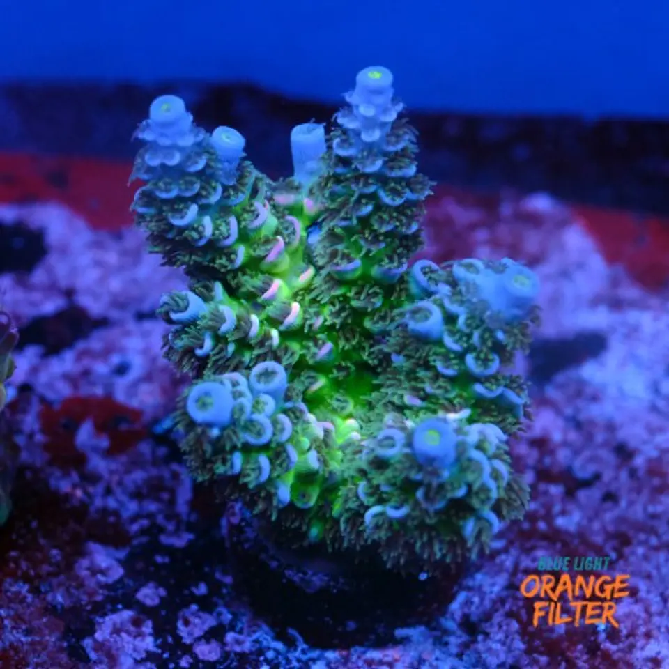 Acropora tenuis peach tree 1