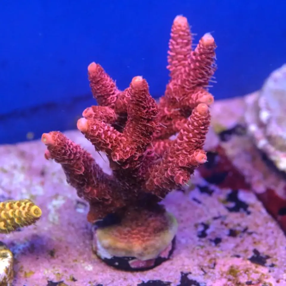Acropora millepora pink  2