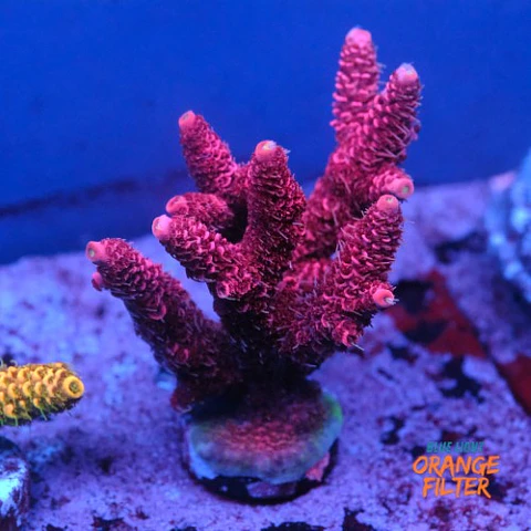 Acropora millepora pink 