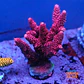 Acropora millepora pink  - Thumbnail 1