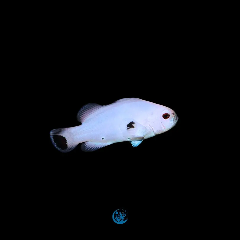 Amphiprion Ocellaris plasma storm 1
