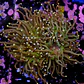 Euphyllia torch peach tip (3 Head) - Thumbnail 2