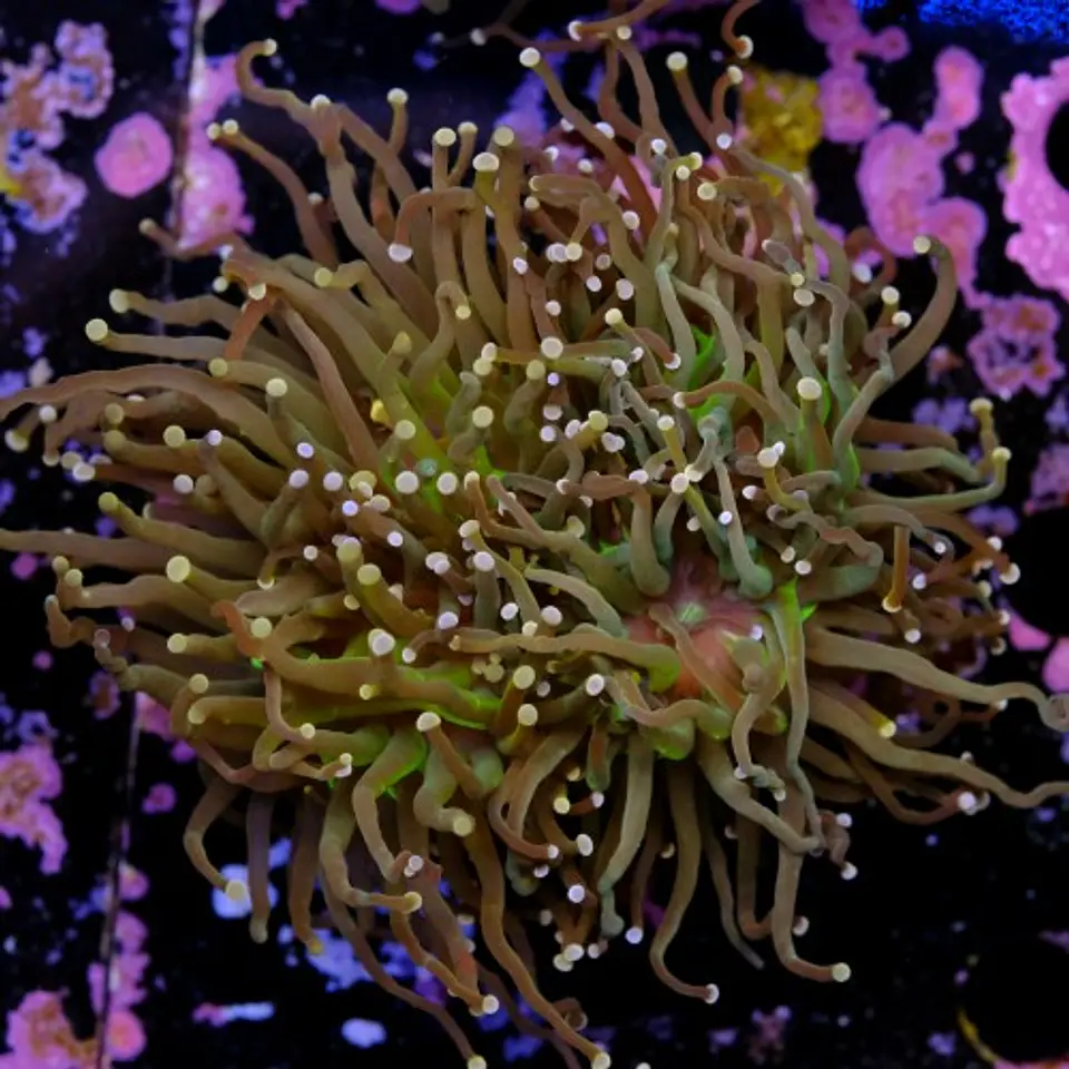 Euphyllia torch peach tip (3 Head) 2