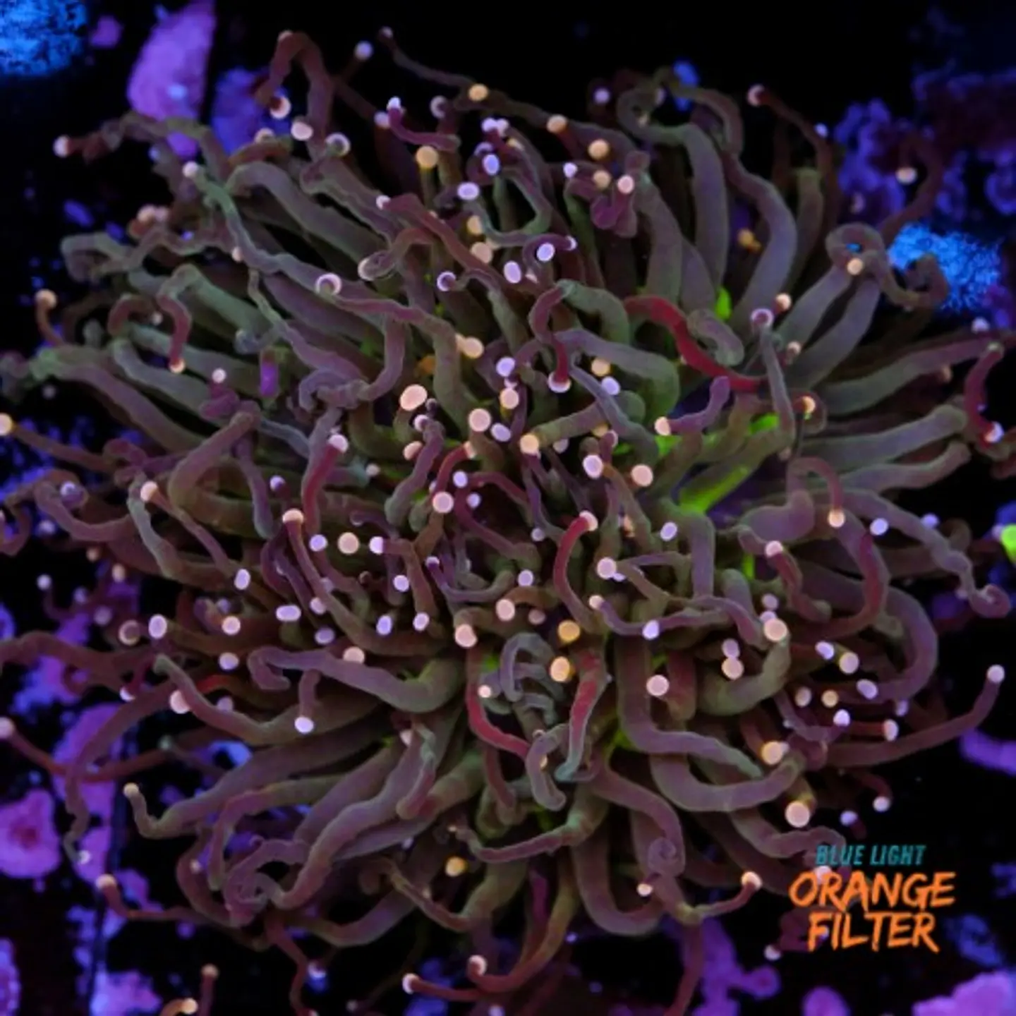 Euphyllia torch peach tip (3 Head) 1