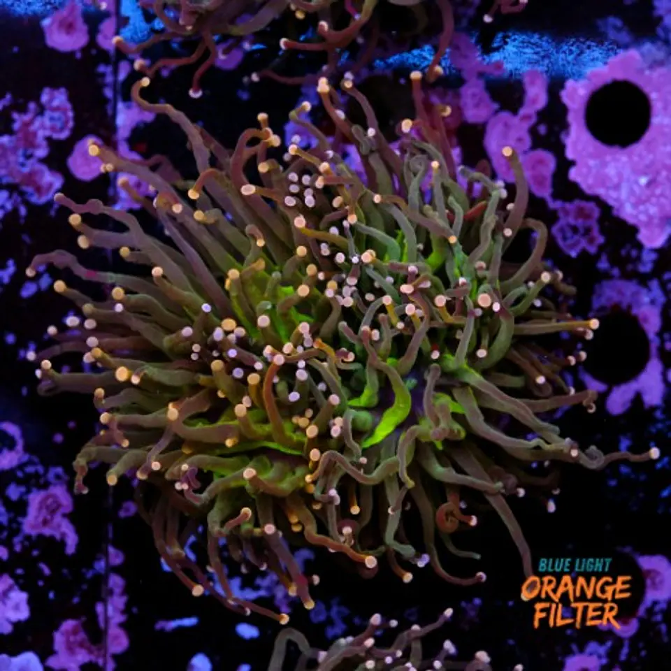 Euphyllia torch peach tip (2 Head)  1