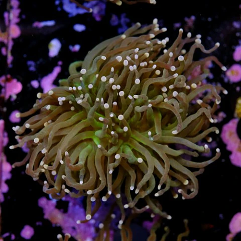 Euphyllia torch peach tip (Triple Head)