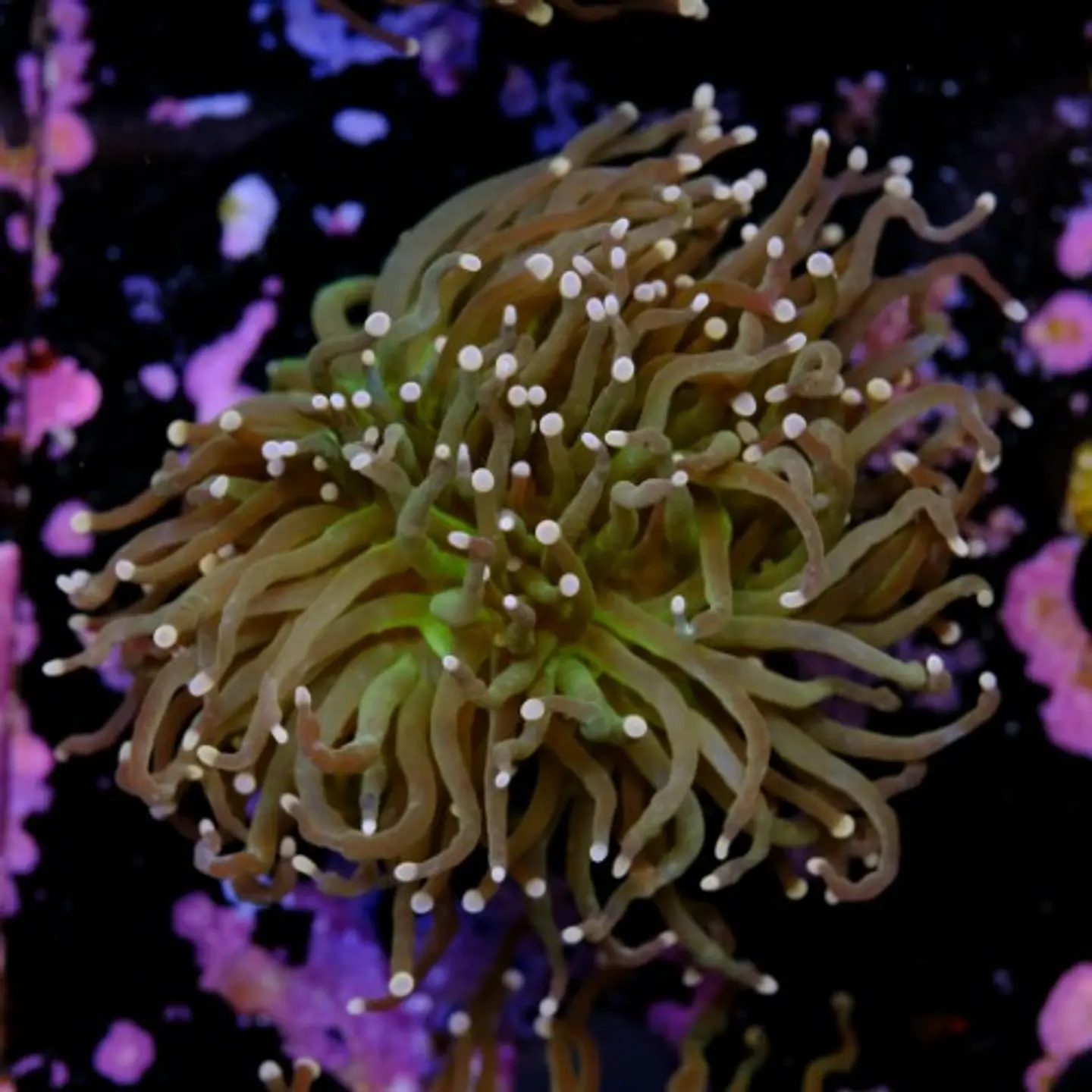 Euphyllia torch peach tip (Triple Head) 2