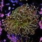 Euphyllia torch peach tip (Triple Head) - Thumbnail 2