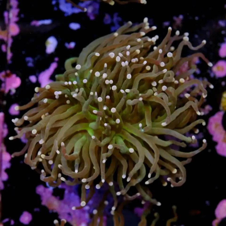 Euphyllia torch peach tip (Triple Head) 2