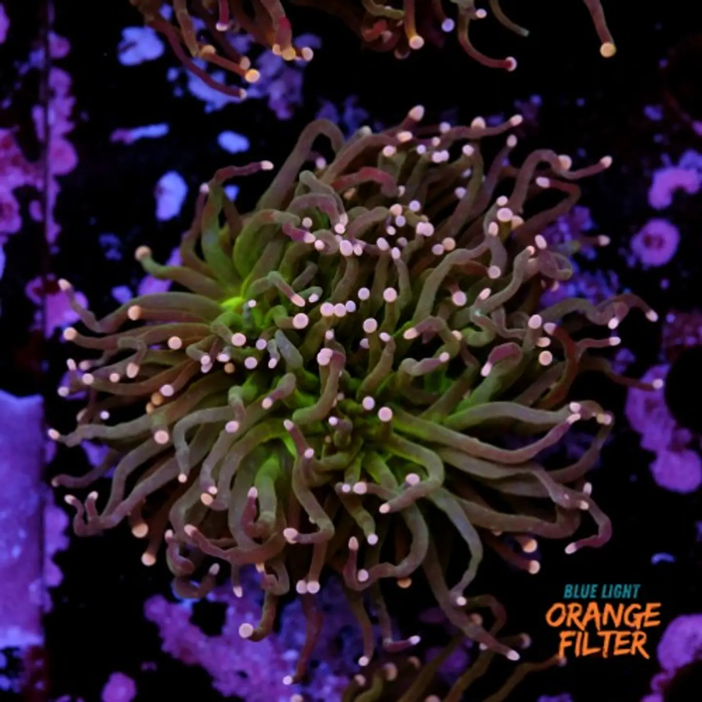 Euphyllia torch peach tip (Triple Head) 1