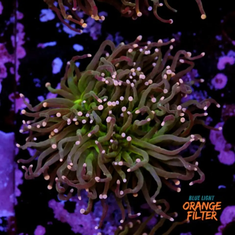 Euphyllia torch peach tip (Triple Head) 1