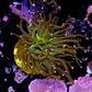 Euphyllia torch peach tip (1 Head) - Thumbnail 2