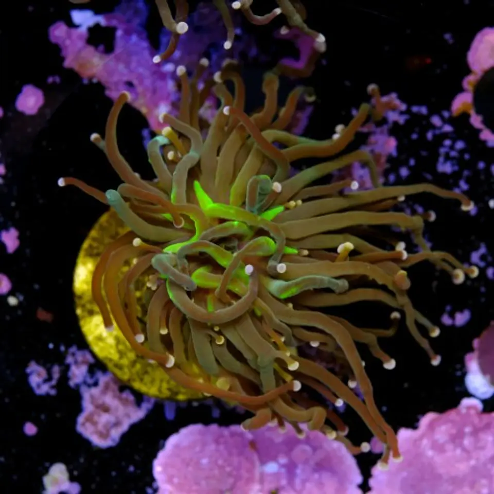 Euphyllia torch peach tip (1 Head) 2