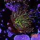 Euphyllia torch peach tip (1 Head) - Thumbnail 1