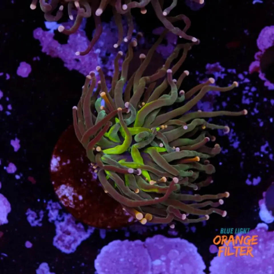 Euphyllia torch peach tip (1 Head) 1