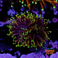 Euphyllia torch dragon soul grade B (Triple Head) - Thumbnail 1