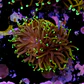 Euphyllia torch dragon soul grade B (Triple Head) - Thumbnail 2