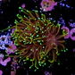 Euphyllia torch dragon soul grade B (3 Head) - Thumbnail 2