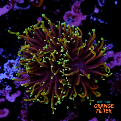 Euphyllia torch dragon soul grade B (3 Head)