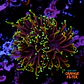 Euphyllia torch dragon soul grade B (3 Head) - Thumbnail 1