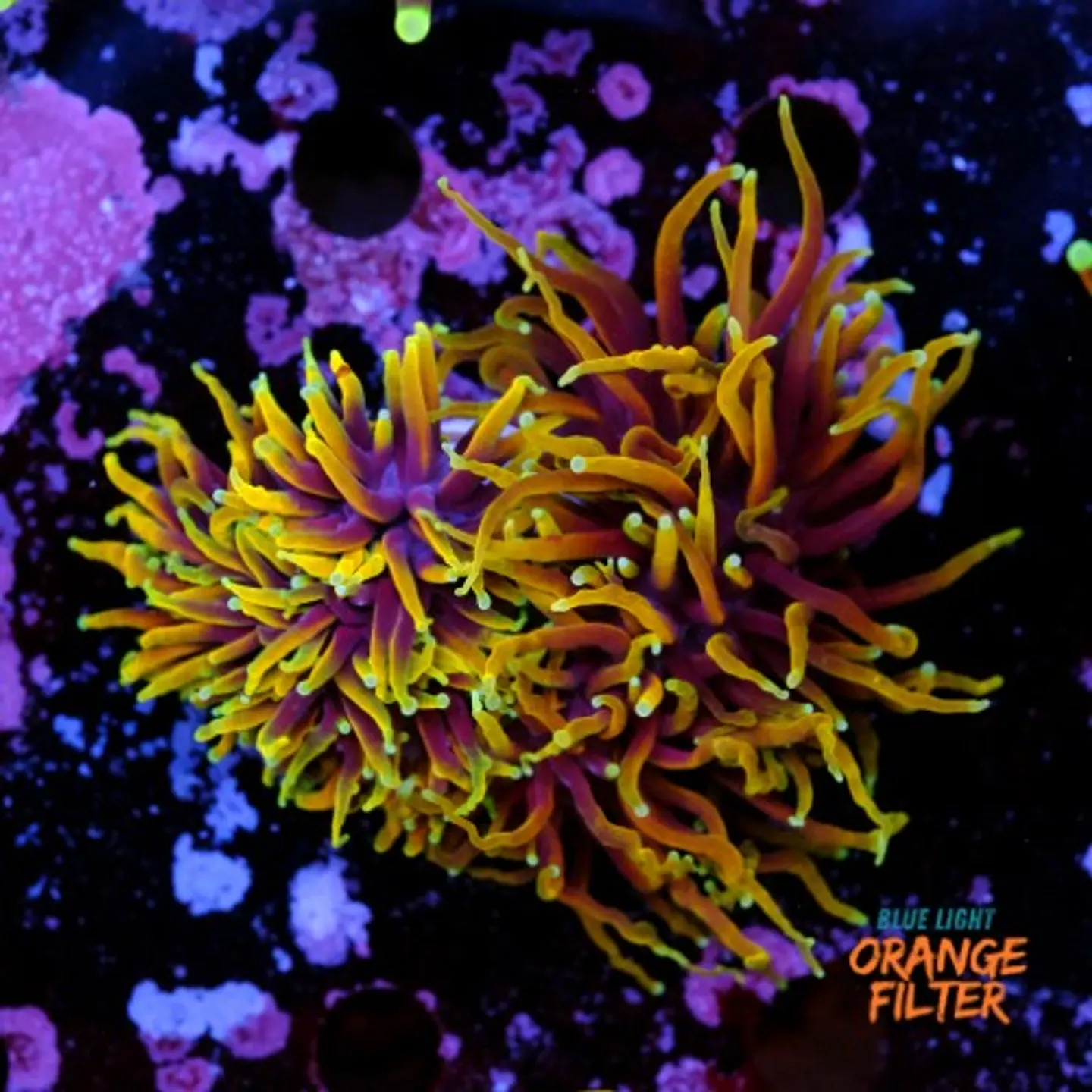 Euphyllia torch dragon soul grade A (3 Head) 1