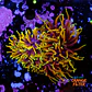 Euphyllia torch dragon soul grade A (3 Head) - Thumbnail 1