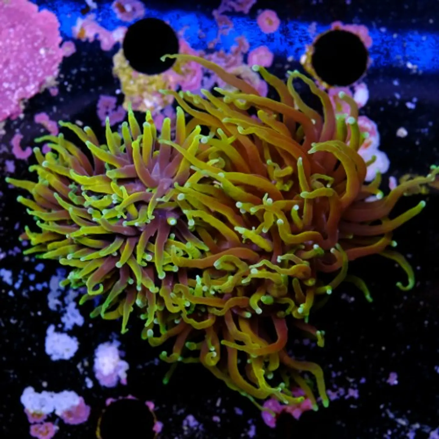Euphyllia torch dragon soul grade A (3 Head) 2