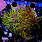 Euphyllia torch dragon soul grade A (3 Head) - Thumbnail 2